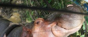 Die von Pablo Escobar ins Land gebrachten Nilpferde haben sich in Kolumbien rasant vermehrt und sind mittlerweile eine invasive Art. Nun sollen einige von ihnen getötet werden. 