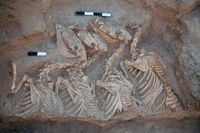 Vor rund 4500 Jahren wurden in Umm el-Marra im Norden des heutigen Syriens Kungas begraben, die eine Hausesel-Stute als Mutter und einen Syrischen Wildesel als Vater hatten. Foto: Glenn Schwartz/Johns Hopkins University