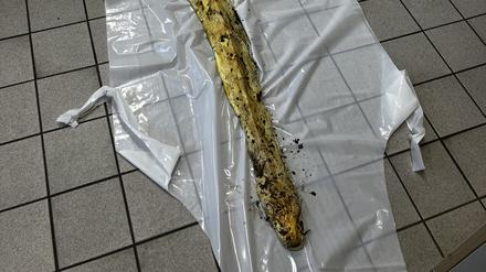  Eine Schlange, die tot in der Hasenheide in Berlin-Neukölln gefunden wurde, liegt ausgebreitet auf einem Fußboden in der Veterinärmedizin des Bezirksamts.