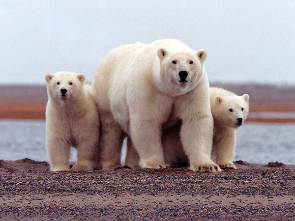 Eisbären in Alaska: Die Arktis erwärmt sich sehr schnell.
