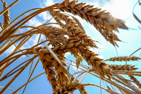 Der Anteil der ukrainischen Getreideproduktion am Weltmarkt beträgt 11,5 Prozent. Foto: Vincent Mundy/REUTERS