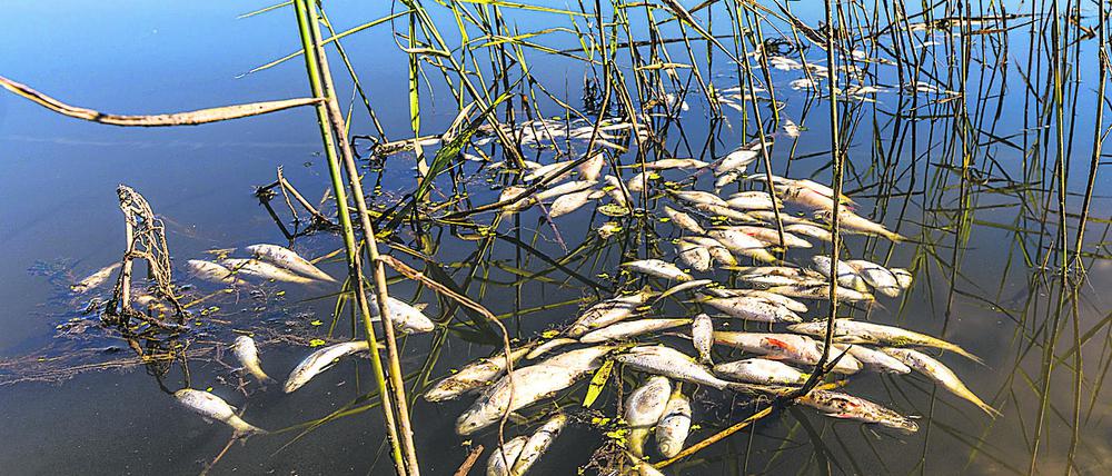 Tote Fische schwimmen in der Oder bei Brieskow-Finkenheerd. 