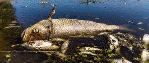 Ein verendeter Döbel und andere tote Fische schwimmen in der Oder bei Brieskow-Finkenheerd. In der Oder war es zu einem massiven Fischsterben gekommen. (Archivbild)
