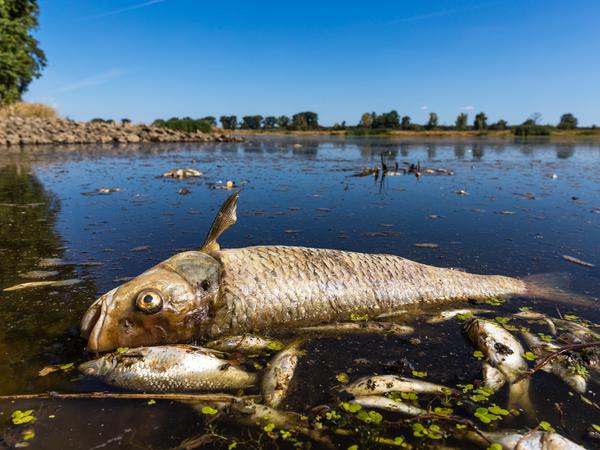 Der Fischbestand der Oder wurde im vergangenen Sommer dezimiert.