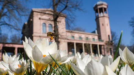 Weiße Krokusse blühen auf einer Wiese vor dem Schloss Biesdorf. Die nächsten Tage werden frühlingshaft sonnig und warm in Berlin und Brandenburg.