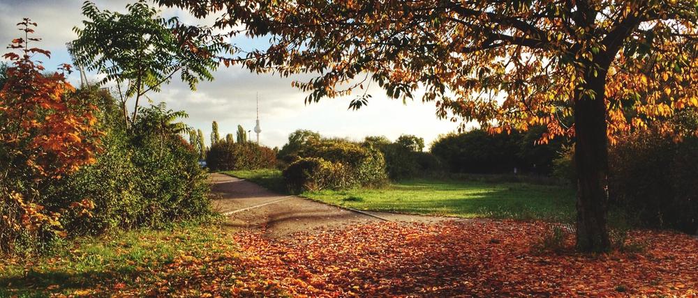 Herbstimmung in einem Berliner Park