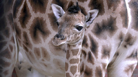 Giraffen-Baby geboren