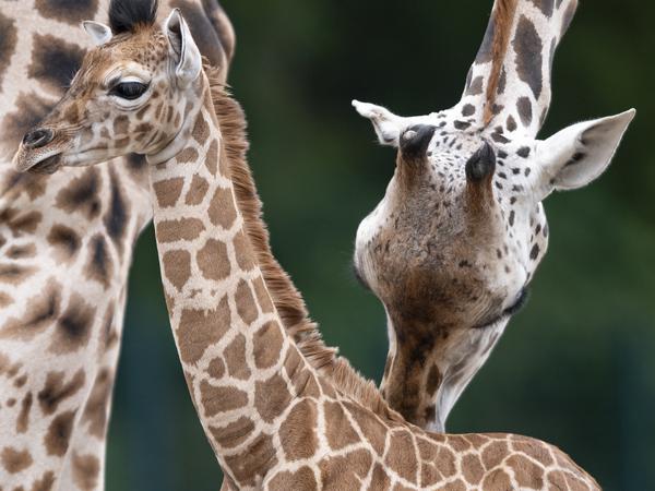 Ebenfalls in Friedrichsfelde ist Giraffe Frieda mit ihrer Mutter Amalka daheim.