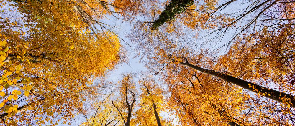 Bunte Blätter hingen bei strahlendem Sonnenschein auch Ende November noch an der Mehrheit der Bäume des Düsseldorfer Stadtwaldes.
