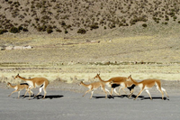 Eine Gruppe Vicuñas aus der Familie der Kamele läuft über eine Ebene in den Anden. Foto: Randall Haas