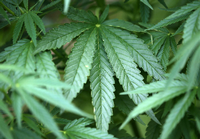 Auch in Deutschland soll Cannabis für den medizinischen Bedarf bald angebaut werden. Foto: dpa