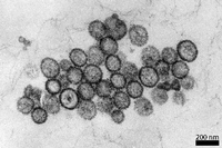 Faktenchecks zum Coronavirus