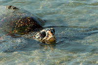 Bereits 2008 schilderte eine Fallstudie vor Ort die Auswirkungen des Klimawandels auf Mensch, Natur – und nistende Schildkröten. Seitdem verschlimmerte sich die Situation auf den Inseln nochmal dramatisch. Foto: imago images/Ardea