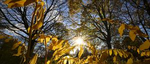 Die Sonne strahlt durch herbstlich gefärbten Blätter von Pflanzen und Bäumen im Park Planten un Blomen in Hamburg (Archivbild). 