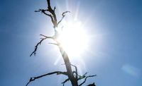 Die Silhouette eines toten Baumes zeichnet sich vor der Sonne ab. Infolge des Klimawandels hat sich die Zahl extrem heißer Tage mit Temperaturen von mindestens 50 Grad Celsius einer BBC-Analyse zufolge seit den 1980ern weltweit fast verdoppelt. Foto: Sina Schuldt / dpa