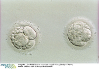 Vier Tage alte menschliche Embryonen unterscheiden sich von Affenembryonen auf den ersten Blick nicht. Foto: mauritius images