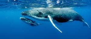 Buckelwale bringen ihre Kälber in tropischen Gebieten zur Welt und paaren sich dort. Danach ziehen sie wieder in polwärts gelegene Nahrungsgründe.
