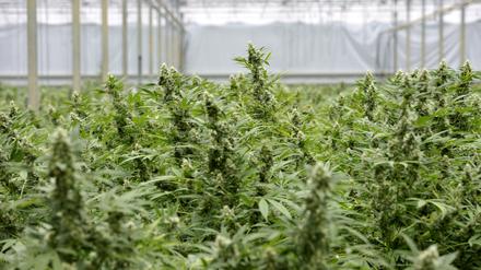 Symbolbild: Cannabis-Plantage, aufgenommen in Made, Niederlande.