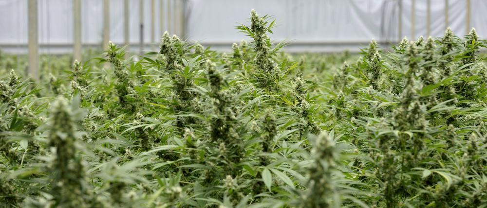 Symbolbild: Cannabis-Plantage, aufgenommen in Made, Niederlande.