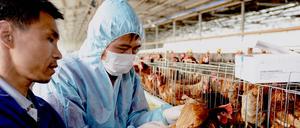 Die hochpathogene Forme von H5N1 ist zuerst in Geflügelfarmen in China entstanden.