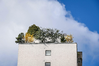 Grünes Dach in Charlottenburg. Liebe Leserinnen, liebe Leser: Senden Sie Ihre Berlin-Fotos an leserbilder@tagesspiegel.de! Foto: Stefan Zeitz/Imago