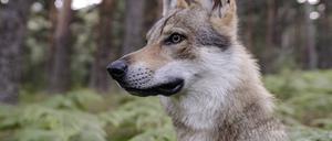Nicht Wolf, sondern Hund: ein Wolfhund (Symbolbild).