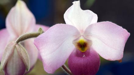 Unlängst „Orchidee der Woche“: Paphiopedilum Ho Chi Minh.