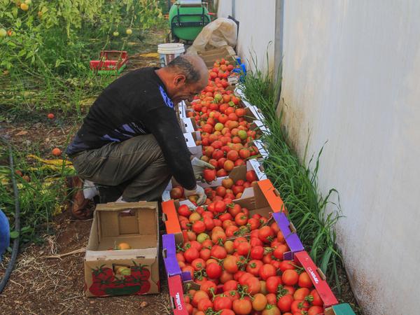 In Nablus, West Bank, Palästina sortiert ein Bauer geerntete Tomaten.