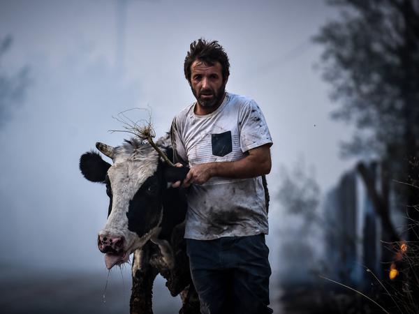Bei Volos in Thessalien bringt ein Mann seine Kuh vor den Flammen in Sicherheit.