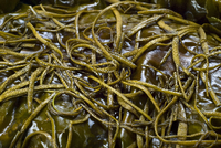 Die Kombu-Algen sind besonders reich an Glutamat. Foto: imago/imagebroker