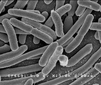 Im menschlichen Darmbakterium Escherichia coli stießen Forscher schon Ende der 1980er Jahre auf einen natürlichen Prozess, der es ihnen heute erlaubt, jedes Erbgut zu verändern, ohne Spuren zu hinterlassen. Foto: Imago