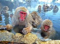 Körperpflege. Schneeaffen baden genüsslich in den japanischen Bergen. So weit nördlich lebt keine andere Art. Foto: imago/Blickwinkel