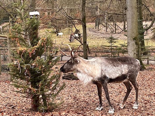 Weihnachtliche Bescherung im Rentiergehege im Zoo Eberswalde.