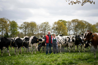 Kühe stehen auf der Weide vom Milchviehbetrieb mit Hartmut (l) und Sigrid Seetzen in Varel, Niedersachsen. Foto: dpa