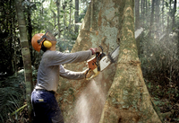 Ein Holzfäller arbeitet mit einer Kettensäge im Regenwald des Amazonas in Brasilien an einem Urwaldriesen. Foto: dpa