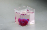 Mini-Herz aus menschlichem Gewebe: Der Prototyp hat die Größe eines Hasenherzens. Foto: dpa/Sara Lemel