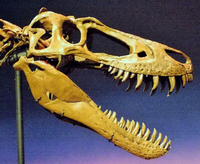 Der Schädel des Sauriers „Jane“ aus dem Burpee Museum für Naturkunde in Illinois stammt neuen Untersuchungen zufolge von einem jugendlichen Tyrannosaurus rex. Foto: Science Advances/Scott A. Williams
