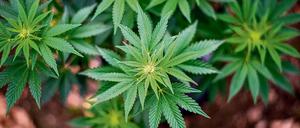 Die Bundesregierung plant die Legalisierung von Cannabis. 