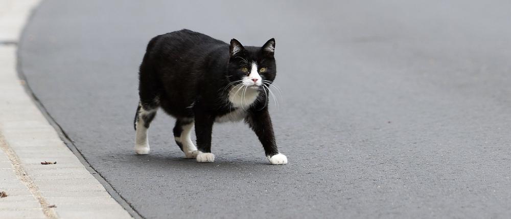 Eine Katze geht über eine Straße. 