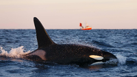 Auf Menschen haben es die tonnenschweren Schwertwale normalerweise nicht abgesehen. Foto: imago/Nature Picture Library