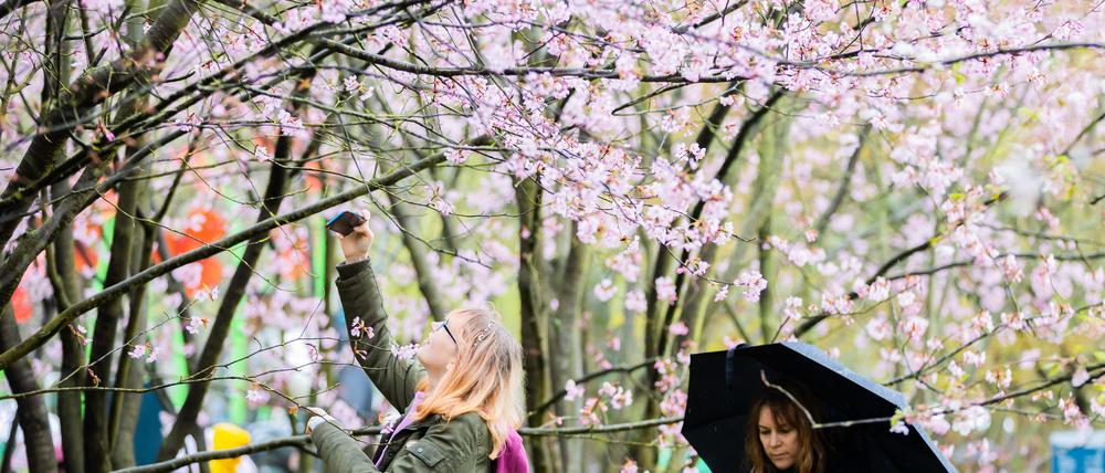 Zwei Besucherinnen stehen beim Kirschblütenfest in den Gärten der Welt in Berlin-Marzahn zwischen blühenden Kirschbäumen.