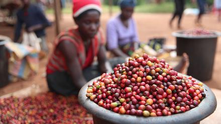 Bis heute liegt die Arbeit auf Kaffeeplantagen in Menschenhand. Aber der Klimawandel bedroht die Anbaugebiete am Äquator.