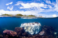 Tropische Fische schwimmen am Rand eines von Korallenbleiche betroffenen Korallenriffs am Great Keppel Island vor der Küste von Queensland (Australien). Foto: Dan Peled/AAP/dpa