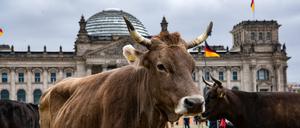 Kühe stehen bei einer Aktion von Greenpeace und der Arbeitsgemeinschaft bäuerliche Landwirtschaft (AbL) vor dem Reichstag. Mit der Aktion fordern die Verantwortlichen die Politik auf, sich verstärkt für die Weisehaltung einzusetzen.