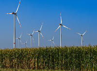Windenergieanlagen hinter einem Maisfeld im brandenburgischen Sieversdorf. Foto: Patrick Pleul/dpa