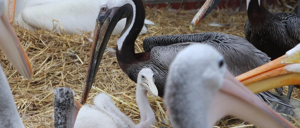 In der Pelikan-Kolonie im Berliner Tierpark herrscht ungewöhnliches Familienglück. Zwei Adoptivväter kümmern sich um ein kleines Fleckschnabelpelikan-Küken.