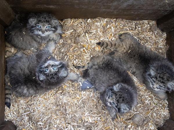 Vier Manul-Jungtiere können im Tierpark Friedrichsfelde bestaunt werden. Typisch für diese Wildkatzen ist übrigens ...  