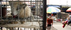 Auf chinesischen Märkten wurden Marderhunde verkauft. Ob sie in Wuhan Corona auf Menschen übertrugen, ist möglich, aber nicht bewiesen. 