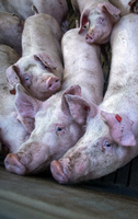 Beengte Verhältnisse: In Intensivanlagen haben die Schweine keinen Platz. Foto: Jens Büttner/dpa