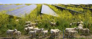 Schafe weiden neben Solarpark / Solarzellen.
Sheep grazing mustard plants at solar farm, Geldermalsen, Gelderland, Netherlands